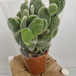 Merkloos Opuntia Microdasys Wit 'Alba' - Konijnenoor Cactus - Potmaat 17 Cm - Planthoogte 35 Cm - Plants By Suus