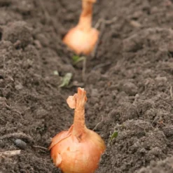 Plantui / Pootui 'Stuttgarter' - Maat 14/21 - 500 G (ca. 100 Stuks) -Exporteren Buiten Groen Winkel 901x1200