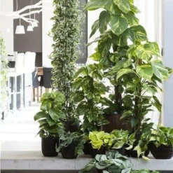 Scindapsus 'Marble Queen' | Drakenklimop -Exporteren Buiten Groen Winkel 905x1200