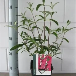 Buddleja Vlinderstruik 'Davidii Royal Red' - Rood, Meerjarig En Winterhard - Vlinderplant / Vlinderstruiken - Aantrekkelijk Voor De Vlinder | 1.5 Liter Pot -Exporteren Buiten Groen Winkel 906x1200 1