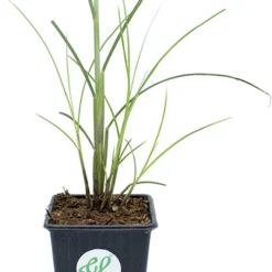 GP 12 X Prachtriet Gracillimus - Winterhard Siergras - Miscanthus Sinensis 'Gracillimus' In 9x9cm Pot Met Hoogte 5-10cm 10 GP 12 X Prachtriet Gracillimus - Winterhard Siergras - Miscanthus Sinensis 'Gracillimus' In 9x9cm Pot Met Hoogte 5-10cm -Exporteren Buiten Groen Winkel 907x1200 2