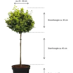Merkloos Magnolia Susan Op Stam - Totale Hoogte 85 Cm -Exporteren Buiten Groen Winkel 913x1200 1
