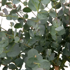 Merkloos Eucalyptus Op Stam - Eucalyptus Gunnii (Cidergomboom) - Totale Hoogte 85cm -Exporteren Buiten Groen Winkel 914x1200 3