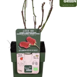 Merkloos Rubus 'Tayberry' - Taybes - BIO Fruitplant