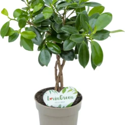 Lovin Green - Ficus Maya - Ficus Microcarpa - Ø 12 Cm - ↕ Hoogte: 25-35cm – Vensterbank - Kleine Kamerplant