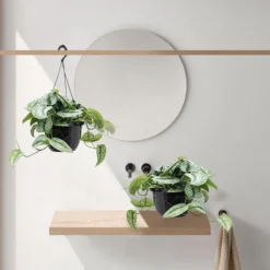 Fleurdirect - Scindapsus - 45 Cm - Ø 15 - 1 Stuks -Exporteren Buiten Groen Winkel 922x1200