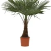 Winterharde Plamboom - Trachycarpus Fortunei 130cm