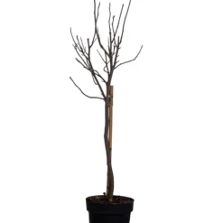 Merkloos Magnolia Susan Op Stam - Totale Hoogte 85 Cm -Exporteren Buiten Groen Winkel 947x1200