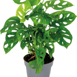Monstera Adansonii 'Monkey Leaf' - Gatenplant - Kamerplant - Luchtzuiverend - ⌀12 Cm - 20-25 Cm