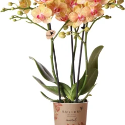 Kolibri Orchids | Oranje Phalaenopsis Orchidee - 35cm Hoog - Potmaat Ø9cm | Bloeiende Kamerplant - Vers Van De Kweker