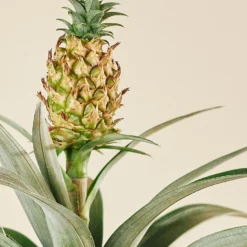 ZynesFlora - Ananasplant In Houten Sierpot - Ø 12 Cm - Hoogte: 30 - 40cm - Luchtzuiverend - Kamerplant - Kamerplant In Pot -Exporteren Buiten Groen Winkel 960x1200 1