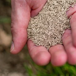 ECOstyle Graszaad Herstel Snelkiemend Gazon Gras – Herstelt Kale Plekken – Vogelwerende Coating – Geschikt Voor Zon- En Schaduw Gazons - Snelle Kieming – 20 – 30M² – 500 GR -Exporteren Buiten Groen Winkel 960x1200 12