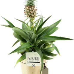 ZynesFlora - Ananasplant In Houten Sierpot - Ø 12 Cm - Hoogte: 30 - 40cm - Luchtzuiverend - Kamerplant - Kamerplant In Pot