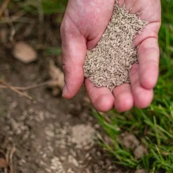 ECOstyle Graszaad Herstel Snelkiemend Gazon Gras – Herstelt Kale Plekken – Vogelwerende Coating – Geschikt Voor Zon- En Schaduw Gazons - Snelle Kieming – 80 - 120M² – 2 KG -Exporteren Buiten Groen Winkel 960x1200 9