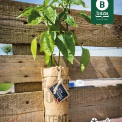 4x Hangtuintjes Moestuin Kweekset Groenten Nu Met Gratis FSC Houten Hangrekje!! 16 4x Hangtuintjes Moestuin Kweekset Groenten Nu Met Gratis FSC Houten Hangrekje!! -Exporteren Buiten Groen Winkel 967x1200 2