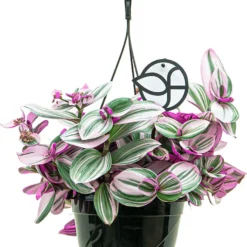 Tradescantia Albiflora Nanouk | Vaderplant