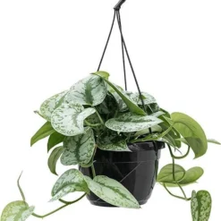 Fleurdirect - Scindapsus - 45 Cm - Ø 15 - 1 Stuks -Exporteren Buiten Groen Winkel 978x1200