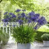 Garden Select - Agapanthus Blauw - 3 Planten - Potplant - Tuinplant - Vaste Plant - Afrikaanse Lelie - Kaapse Lelie - Max. 90 Cm Hoog