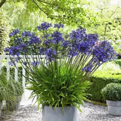 Garden Select - Agapanthus Blauw - 3 Planten - Potplant - Tuinplant - Vaste Plant - Afrikaanse Lelie - Kaapse Lelie - Max. 90 Cm Hoog