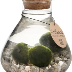 Mosbal Aquarium - Ecoworld Marimo Mini Piramide Met Mosballen - Inclusief Kurk - Mosbol - 3 Stuks - Ecosysteem In Fles - Piramide Glas Ø 16,5 - H 20 Cm
