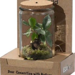 Ecosysteem Plant Met Lamp -Ecoworld Weck Glas Met Lamp + 1 Mini Bonsai Ficus Ginseng - Ø10,5 Cm - Hoogte 21 Cm -Exporteren Buiten Groen Winkel 997x1200
